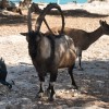 Горные бараны и павлины на острове Мони